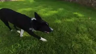 STRIDER AND FRODO BORDER COLLIE ADVENTURES  #Ireland #dogs #adventures 