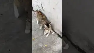 Cute kitten😻 #shorts #cat #youtubeshorts #catlover #kitten #babykitten