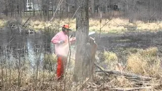 Dave and Mark Felling a few trees