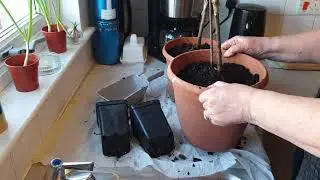 Repotting Dwarf Plum Trees #ukpreppers #costofliving #growyourownfood