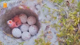 Day of hatching - Eurasian Great Tit (Parus major) Nest Box 3, Recke, Germany - 9. May 2020