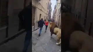 Lions on the Loose! 🦁 Real Lions Running Through City Streets 😱 #animalvideos #lion #funnyanimals