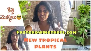 Fastgrowingtrees Plants online Tree Delivery | New Tropical Plants in Zone 6b | కొత్త మొక్కలు 😎