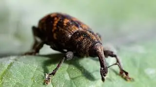 Klikoroh borov&yacute; (Hylobius abietis)
