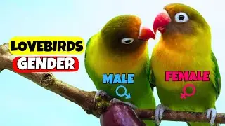 How to Tell the Sex of a Lovebird Parrot 🧬