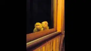 Monkey Welcome Committee