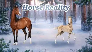 Horse Reality - Irish Cob Stud Search 𐙚