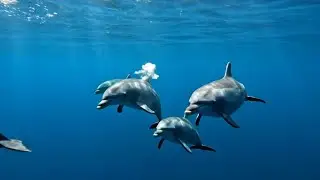 Ocean Wildlife 4K &ndash; Real Life Underwater Beauty | Ultra Relaxing