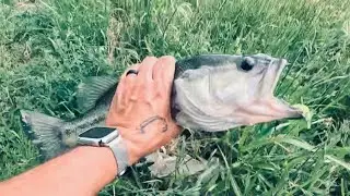 BASS FISHING WESTSIDE CREEK SAN ANTONIO TEXAS Ep8