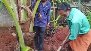 കാലവർഷം - തെങ്ങു സംരക്ഷണം - തടം തുറക്കലും വളമിടലും മൂന്നുതരത്തിൽ.