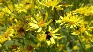 Ragwort  - Senecio - Brunakambur -    Mariuh&aelig;na  - Villijurt - Eiturplanta
