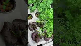 Growing food down the basement