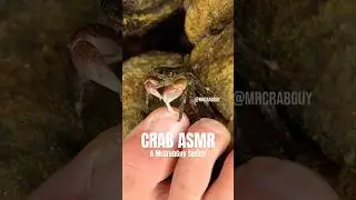 Crab Pedicure ASMR Sounds!!! 🦀🦶🤯✨ #shorts