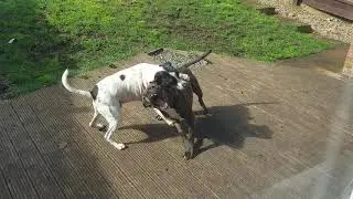 EXTRAORDINARY DOG BEHAVIOUR: During Coronavirus Crisis