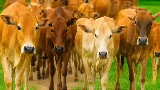 Relaxing Cow Moments &mdash; Soft Rain, Fresh Green Grass & Peaceful Village Life 