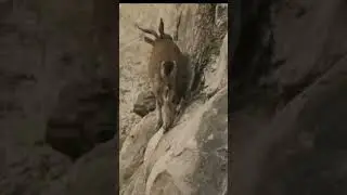 Markhor Janwar using natural salt