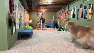 Branson DMWYD Expert Masters Trick Dog