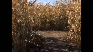 Running in a corn maze!