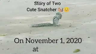 Story of Two Squirrels 🐿️ 🐿️ #squirrels