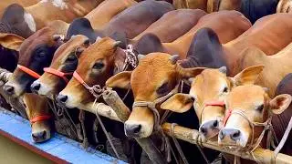 Unloading Cows, Cow Videos, Cow Video, Animal, Big Cow, Cattle, Moo, Cow, 408