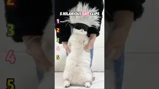 Different clips of cats wearing hats #cat #funny #kitty #happy #cute#shorts #love