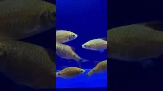 Barb Rosy Gold #tropicalfish #barb #availableforsell #exporter #like