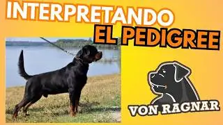 An&aacute;lisis de Pedigr&iacute;