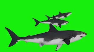 Free Download Stock Footage Shark