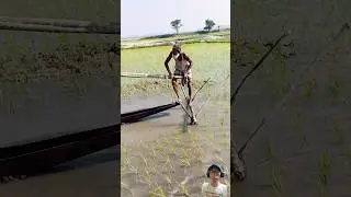 Traditional Irrigation System #agriculture #farming