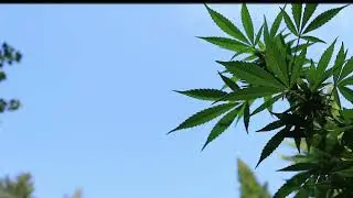 Outdoor grow season 1 week 3 of flower,  Cannabis bio grow!