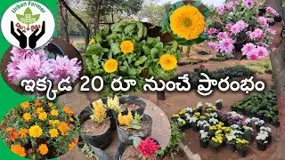 Light Weight Terrace Garden కు అతి తక్కువ ధరలో దొరికే అన్ని రకాల మొక్కల నర్సరీ ఎక్కడో మీకు తెలుసా ?