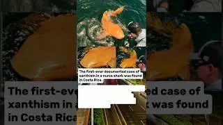 Golden Nurse Shark: First-Ever Case of Xanthism
