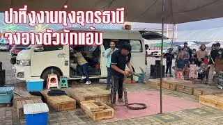 ปาหี่งูจงอางใหญ่มาก งานทุ่งอุดรธานี ตลกมากคนพากษ์