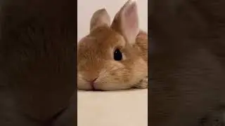 Too much cute and Innocent 😍 😍😊🥰🥰🥰🥰