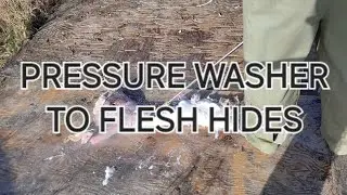 Using a pressure washer to flesh animal hides.