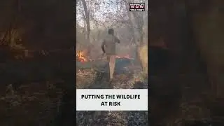 Massive Fire Breaks Out At Sariska Tiger Reserve In #Alwar #Rajasthan #Shorts