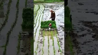 Rice 🌾 agriculture #villagelife #farmer #nature #machine #viralvideo