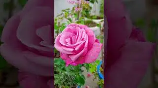 Fragrant Plum Rose. Grandiflora and scented rose variety. #garden #rose #fragrantplum