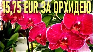 ПОСТУПЛЕНИЕ ШИКАРНЫХ ОРХИДЕЙ в ОАЗИС ПАРК НА КАНАРАХ! ЦЕНА ФАЛЕНОПСИСОВ! ПОЧЕМУ МЫ ВСЕ LOCO PERDIDO?