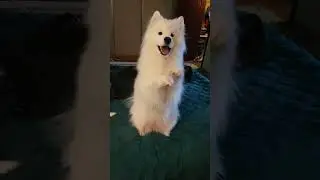 Cute dog🙃#dog #pet #pets #dogs #puppy #samoyed #cutedog #cozy #sweetdog #goodboy #fluffy #whitecloud