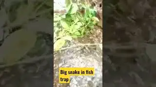 Big snake in fish trap #shorts #videoshortsviral