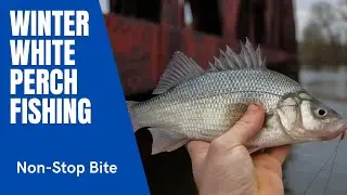 Winter White Perch Fishing