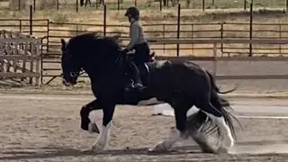 Apollo the shire dressage today Test Intro C, Virtual Show