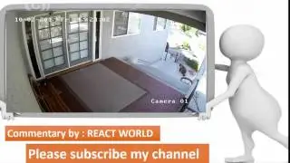 Bears scared away by a 20 pound French Bulldog -REACT WORLD
