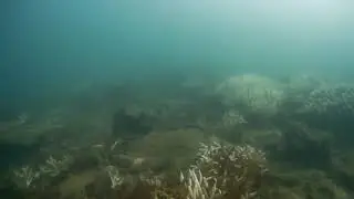 Corroboree Timed Swim (Eye on the Reef)