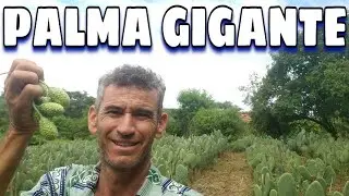 PALMA GIGANTE
