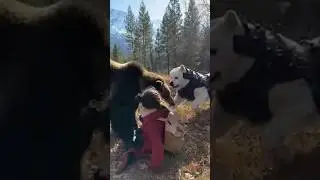 Armored Alabai Saves Girl from Bear