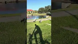 Birds of Florida. Nature. #birdsflorida #naturare