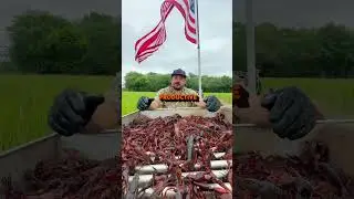 CRAWFISH SEASON UPDATE *JULY