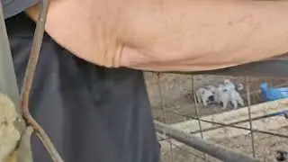 Puppies are always hungry